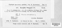 Erysiphe polygoni image